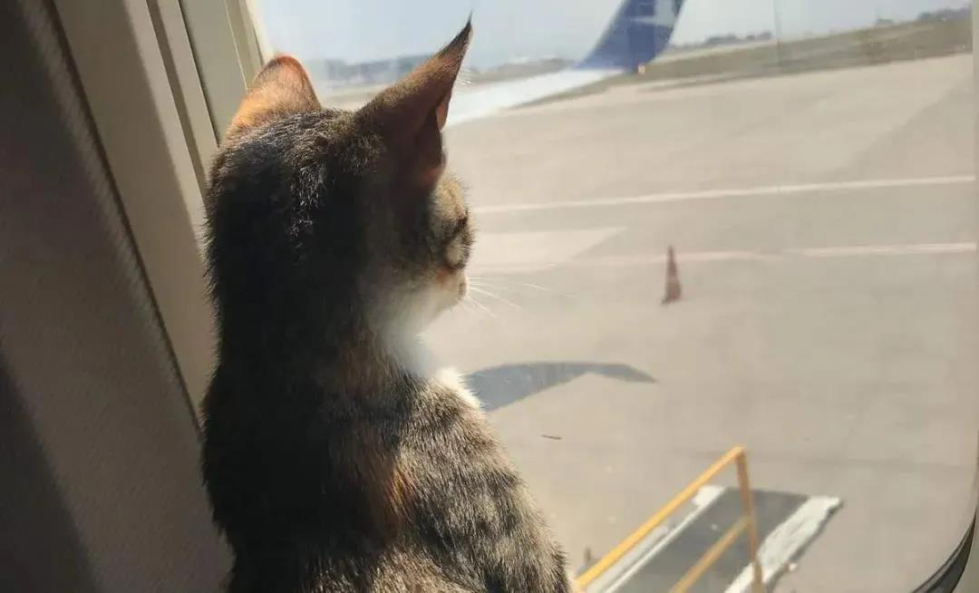 猫咪“劫持”飞机致其紧急降落,看来喵星人统治地球的速度又加快了! 猫咪“劫持”飞机致其紧急降落,看来喵星人统治地球的速度又加快了!