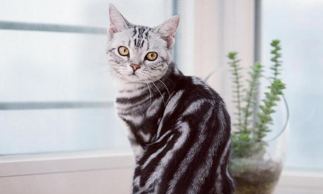 埃及猫和美国短毛猫打架谁更厉害 埃及猫和美国短毛猫打架谁更厉害