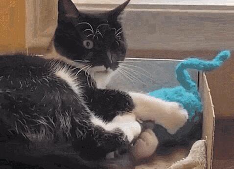 屋里猫咪玩玩具时,窗外小野猫也把jio伸了过来…… 屋里猫咪玩玩具时,窗外小野猫也把jio伸了过来……