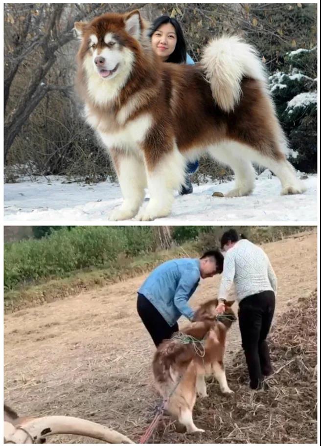 狗狗回乡过年前后大对比:你谁啊?我家狗呢! 狗狗回乡过年前后大对比:你谁啊?我家狗呢!