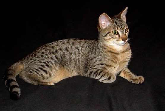 阿比西尼亚猫和美国短毛猫哪个好养 阿比西尼亚猫和美国短毛猫哪个好养