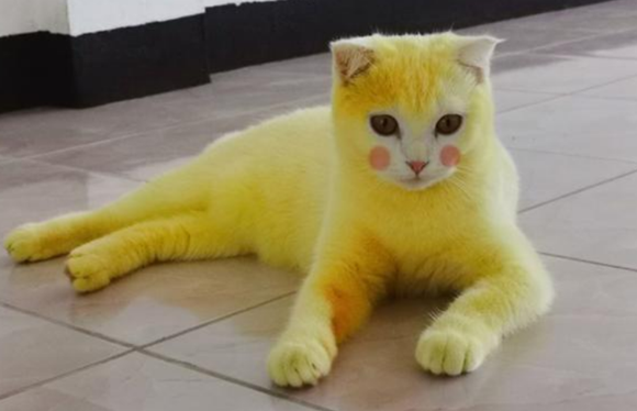 猫咪变“皮卡丘”?猫生癣了别慌! 猫咪变“皮卡丘”?猫生癣了别慌!