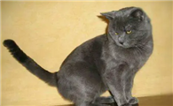 阿比西尼亚猫和夏特尔猫打架谁更厉害