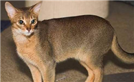 阿比西尼亚猫和暹罗猫哪个好养