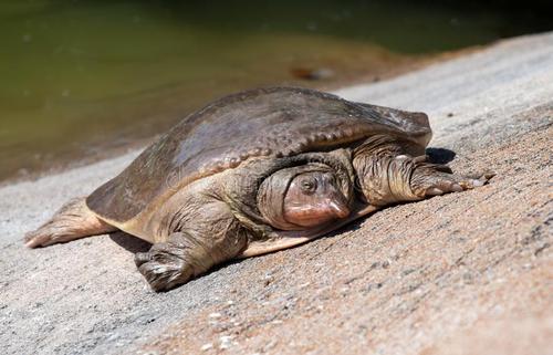 关于软壳龟，你了解多少？