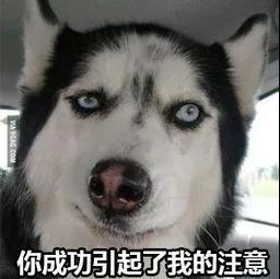 疫情居家隔离期间该如何遛狗?来看网友们各显神通! 疫情居家隔离期间该如何遛狗?来看网友们各显神通!
