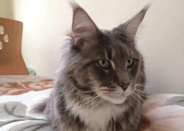 猫脸越大，猫咪越渣？！
