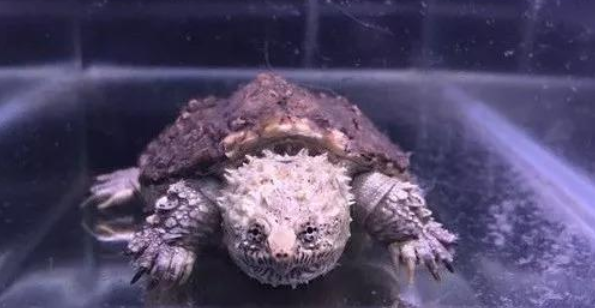 如何正确抓捕小鳄龟