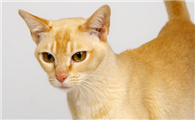 埃及猫和金吉拉猫打架谁更厉害