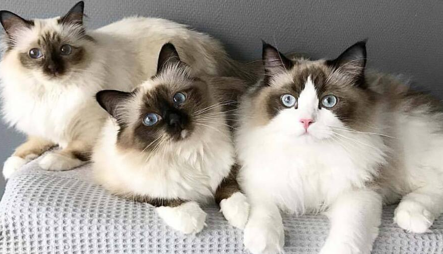 伯曼猫和布偶猫打架谁更厉害