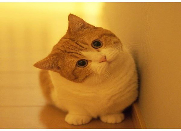 让人类欲罢不能的猫咪肉垫,到底是何方神圣? 让人类欲罢不能的猫咪肉垫,到底是何方神圣?