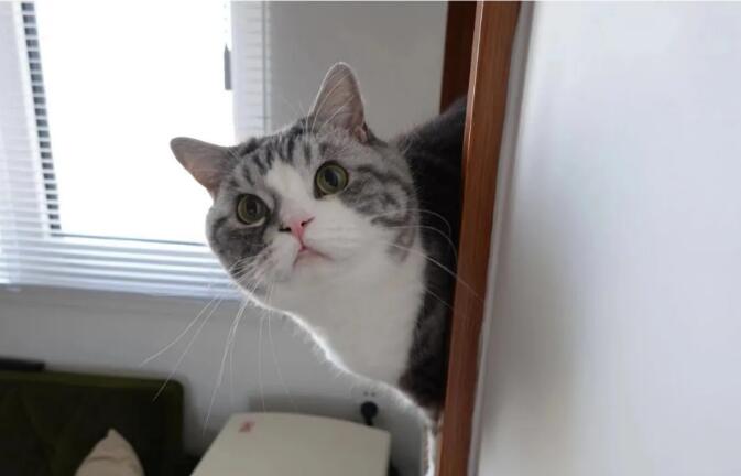 猫咪为什么老是偷看我上厕所,救命 猫咪为什么老是偷看我上厕所,救命