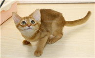 阿比西尼亚猫和斯可可猫哪个聪明-谁智商高