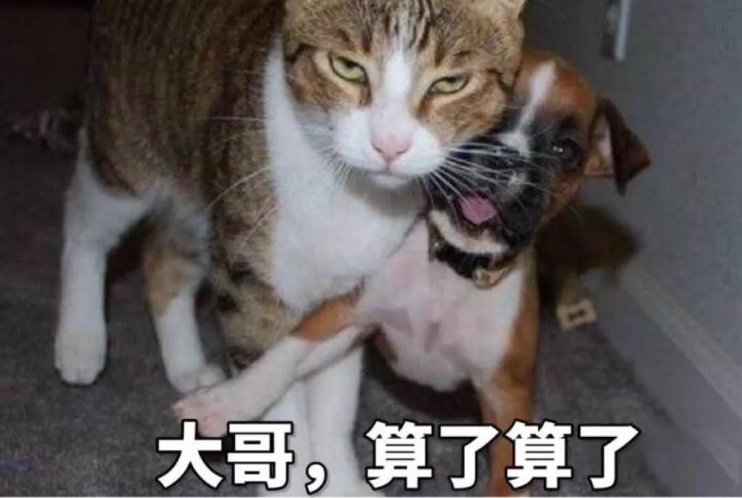 我家里养了狗,还能再养一只猫吗? 我家里养了狗,还能再养一只猫吗?