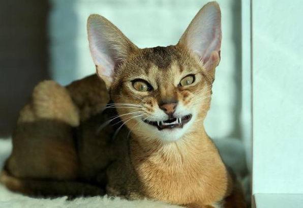阿比西尼亚猫和喜马拉雅猫哪个好养