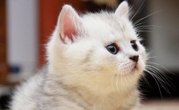 波斯猫和土耳其梵猫打架谁更厉害