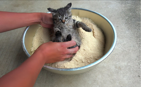 裹米糠粉救小奶猫，小伙这操作，暖心！