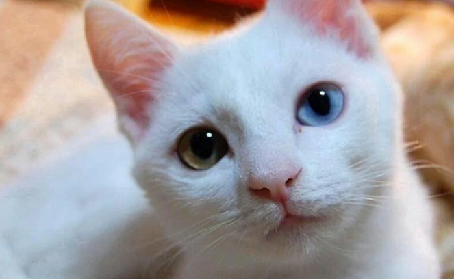 波斯猫和哈瓦那棕猫打架谁更厉害