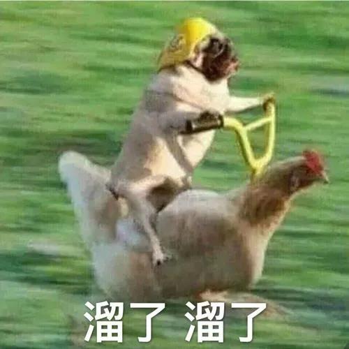 如何一句话证明你养了狗？.jpg