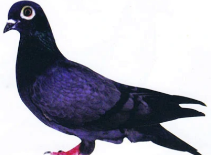 赛鸽之一的”中国青猫鸽”你了解吗？
