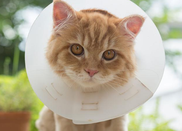 猫咪变“皮卡丘”?猫生癣了别慌! 猫咪变“皮卡丘”?猫生癣了别慌!