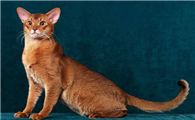 阿比西尼亚猫和土耳其安哥拉猫哪个聪明-谁智商高