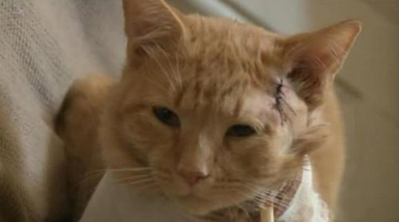 能救主人的狗狗,我的宠物少将军,宠物猫舍命救主人 能救主人的狗狗,我的宠物少将军,宠物猫舍命救主人
