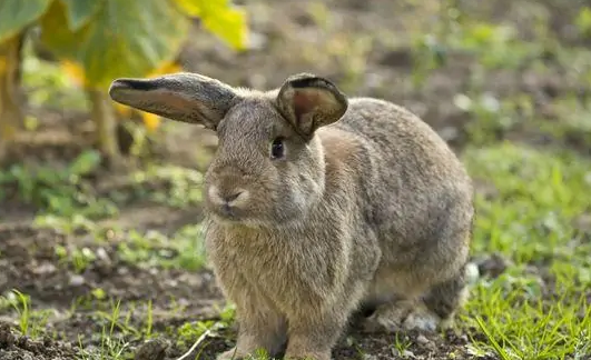 如何驯养宠物兔回笼 给兔子起名字