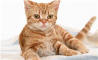 奥西猫和美国硬毛猫打架谁更厉害