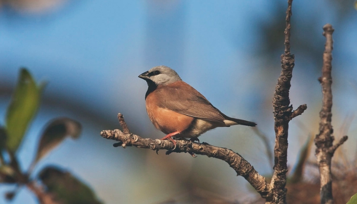 如何喂养黑喉草雀 鸟笼的选择 如何喂养黑喉草雀 鸟笼的选择