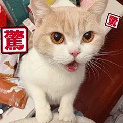 建议遗弃宠物纳入不良征信记录,建议出台反虐待动物法……这些两会建议值得关注!.jpg 建议遗弃宠物纳入不良征信记录,建议出台反虐待动物法……这些两会建议值得关注!.jpg