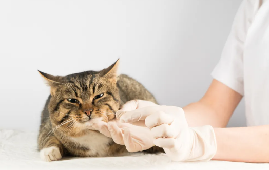 那些徒手给猫喂药的人,后来都怎么样了?.png 那些徒手给猫喂药的人,后来都怎么样了?.png