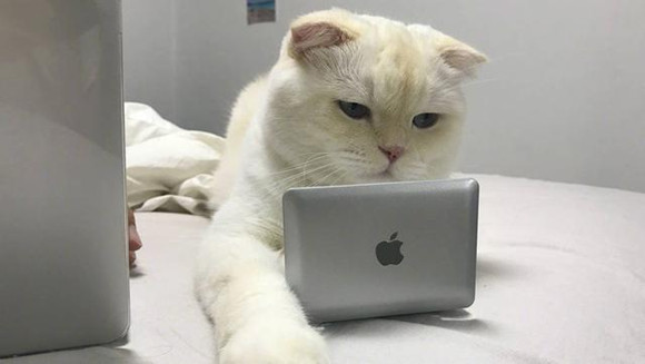 猫咪们到底有没有时间观念？