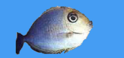 体型:洛氏角吊成鱼体呈长椭圆形而侧扁