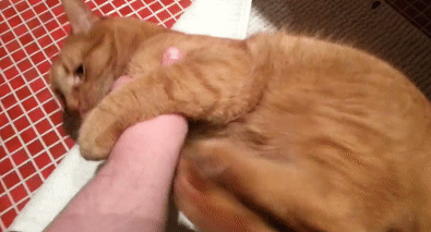 猫咪迷惑行为大赏:我打我自己! 猫咪迷惑行为大赏:我打我自己!