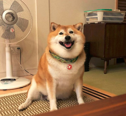 有一种狗，叫做爷爷奶奶带大的狗
