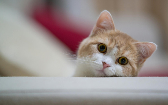 猫咪：莫挨劳资，我在思考喵生！