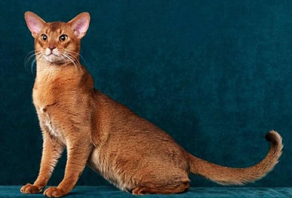 阿比西尼亚猫和土耳其安哥拉猫哪个聪明-谁智商高