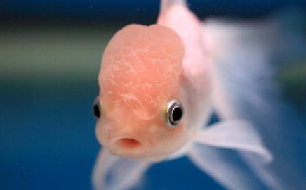 鱼中寿星火鹤鱼该如何挑选