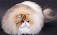 波斯猫和孟买猫打架谁更厉害