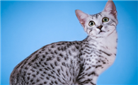 埃及猫和斯可可猫打架谁更厉害