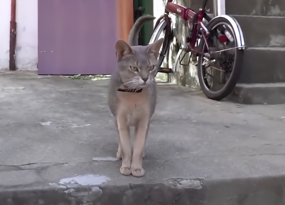 一只游走于两个主人的“海王”猫，终于翻车了~