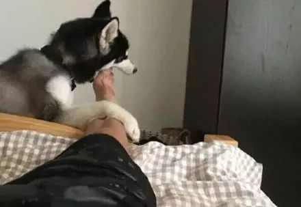 狗狗叫主人起床的七种方式,你家是哪种?.jpg 狗狗叫主人起床的七种方式,你家是哪种?.jpg