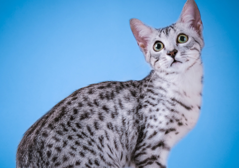 埃及猫和斯可可猫打架谁更厉害 埃及猫和斯可可猫打架谁更厉害