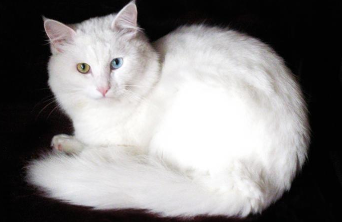 波斯猫和索马里猫打架谁更厉害