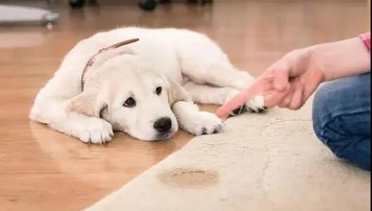 狗狗会记仇吗?.jpg 狗狗会记仇吗?.jpg