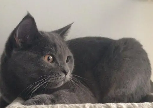 埃及猫和科拉特猫打架谁更厉害