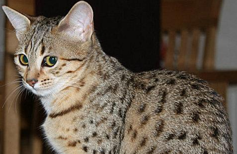 埃及猫和土耳其梵猫打架谁更厉害