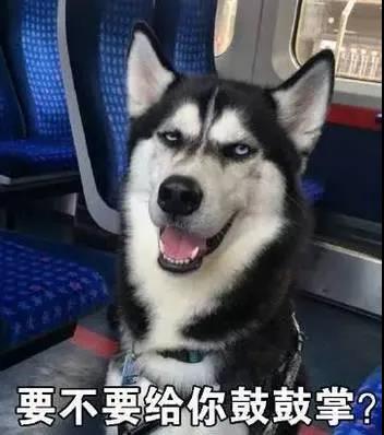 狗狗的模仿能力到底有多强？.jpg