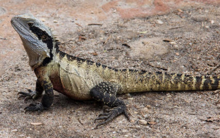 澳洲水龙的饲养方法,快来收藏吧!
